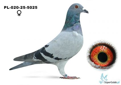 PL-020-25-5025 - 5 gołąb z finału - Karol Paszek