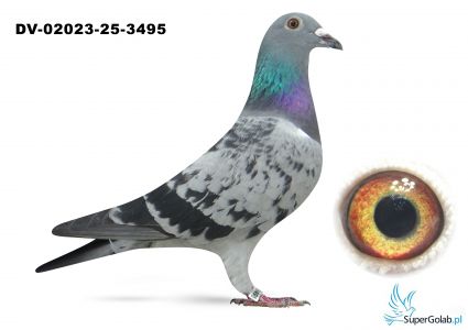 PL-02023-25-3495 podwójny wnuk OLIMPIC BOSS  Herbots 