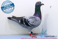 PL-0203-17-5295