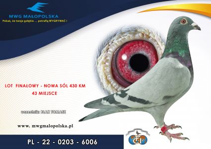 PL 0203 22 6006– org. Blak Tomasz - 15 AS _Gołąb na 1500 przyjętych gołębi - 43m – Finał 430km!!!, 5m - 3 wyścig!!!, na finale zameldował się przy wieczornej porze!!! o godz: 19:52 !!! - super charakter !!! (prawdopodobnie samczyk)