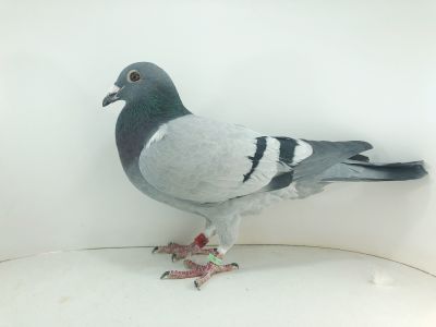 PL 0203 22 6265 – org. Sroka Andrzej - /41m SuperCup – 580km / 77m – Finał 430km / Gołąb pokonał dwa najdalsze konkursy na super pozycjach / (prawdopodobnie samiczka)