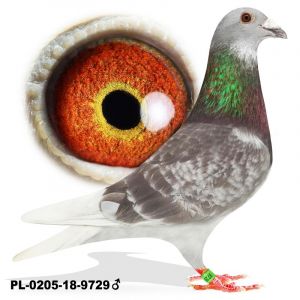 Pl-0205-18-9729-Top daleki dystans-org.T.Czapliński