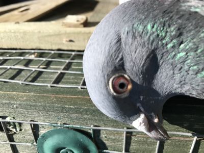 PL-0206-17-189  Org.R Zgud      Podwójna wnuczka Yvan/Herbots   Certfikat DNA/genotyp: AB CC CC