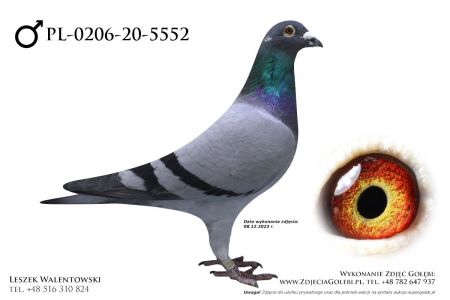 PL-0206-20-5552 - oryg. Krzysztof Pruski, linia super gołębi Verstraete: Boldie 6x1, UNO 11x1 oraz Miljonair 4x1 i 5x2