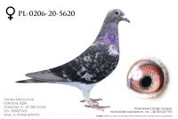 PL-0206-20-5620 - org  samica Krzysztof Pruski