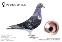 PL-0206-20-5620 - org  samica Krzysztof Pruski