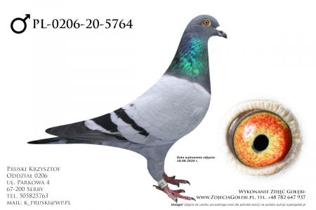 PL-0206-20-5764 - prawdopodobnie samczyk