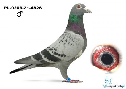 PL-0206-21-4826