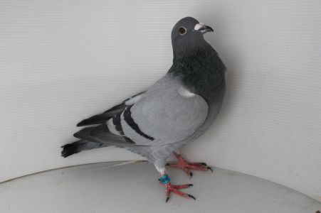 PL-0206-26-3988