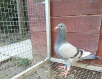 PL-0206-26-4332 młody po 3 As Polski kat.Wyczyn