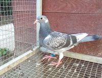 PL-0206-26-4335 półbrat/siostra 3 Asa Polski kat.Wyczyn