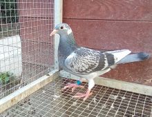 PL-0206-26-4335 półbrat/siostra 3 Asa Polski kat.Wyczyn