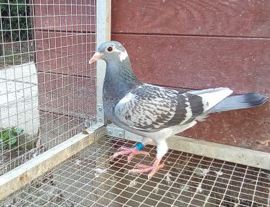 PL-0206-26-4335 półbrat/siostra 3 Asa Polski kat.Wyczyn