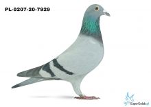 PL-0207-20-7929