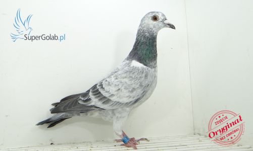 PL-0207-21-1824 Doroszyński Grzegorz - Mistrz oddziału Legnica gołębie młode