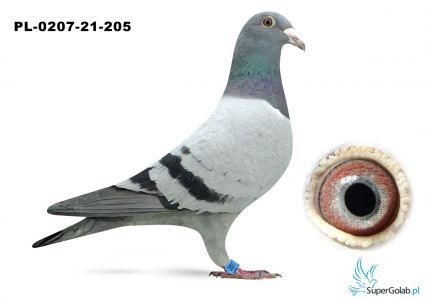 PL-0207-21-205 Zaborowski-Broma