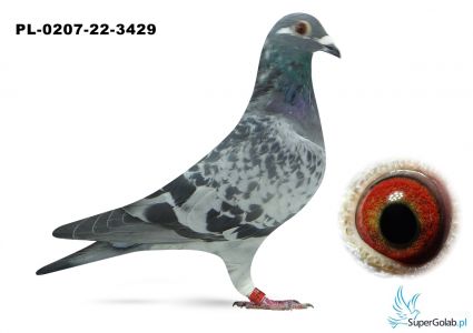 PL-0207-22-3429 Szewc Damian- 39 gołąb z Super Cap