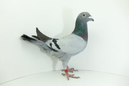 PL-0207-22-440-Mariusz Ankus