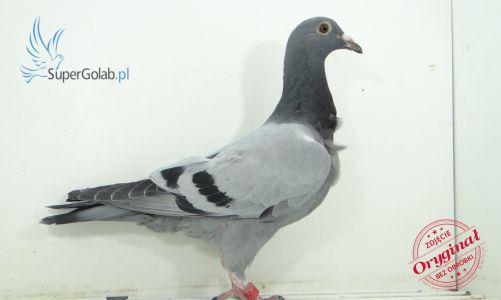 PL-0207-22-7621 + Gratis PL-0396 -12-411