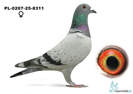 PL-0207-25-8311 - 6 gołąb z finału - Doroszyńscy Family Loft