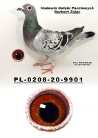 PL-0208-20-9901