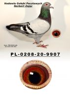 PL-0208-20-9907