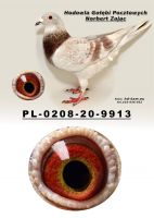 PL-0208-20-9913