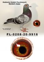 PL-0208-20-9916