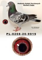 PL-0208-20-9919