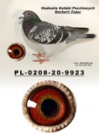 PL-0208-20-9923