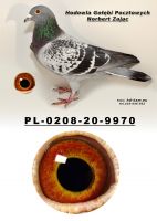 PL-0208-20-9970