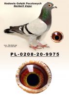 PL-0208-20-9975