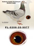 PL-0208-20-9977