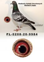 PL-0208-20-9984