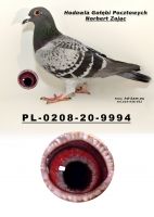 PL-0208-20-9994