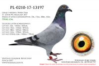 PL-0210-17-13197