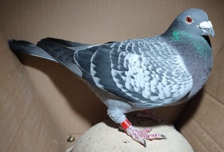 PL-0210-22-8195 (D. Łutczyk) - samiec