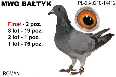 PL-0210-23-14412: Roman, 2. Lotnik, m in 76m, 1m, 19m, 2m z FINAŁU Gołąb z hodowli: Roman. 2 Lotnik