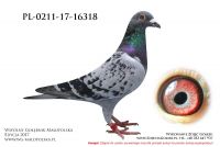 PL-0211-17-16318