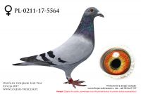 PL-0211-17-5564