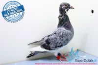 PL-0211-17-5584