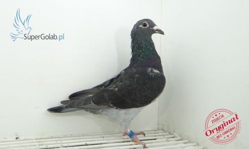 PL-0211-21-2234 Bartoszcze Ireneusz - Mistrz Okręgu Lublin gołębie młode