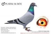 PL-0216-14-3474 - samczyk