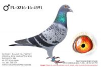 PL-0216-16-4591 - samczyk