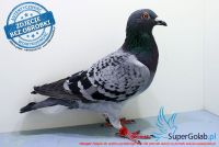 PL-0216-17-5043