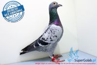 PL-0216-17-5289