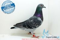 PL-0216-17-5623