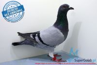 PL-0216-17-5664