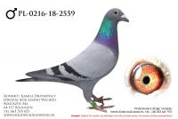 PL-0216-18-2559 - samczyk