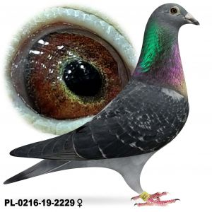 PL-0216-19-2229 Samica z gołębnika lotowego